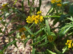 Flaveria ramosissima
