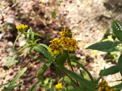 Flaveria ramosissima