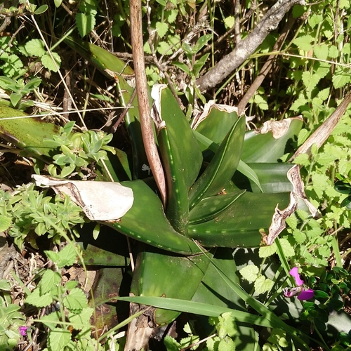 Gasteria excelsa