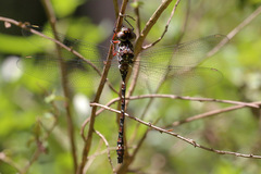 Austroaeschna sigma