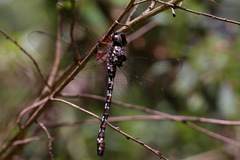 Austroaeschna sigma