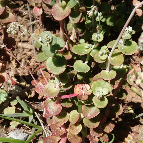 Image of Crassula cordata by (c) Henry de Lange, some rights reserved (CC BY)