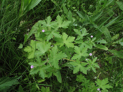 Geranium divaricatum
