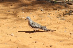 Oena capensis aliena