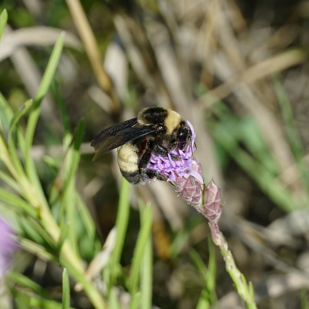 Black-and-gold Bumble Bee from Brown County, MN, USA on August 19, 2023