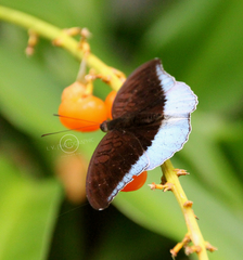 Tanaecia iapis