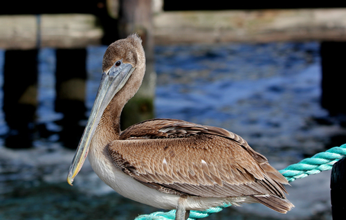 Brown Pelican photographed in Rhode Island