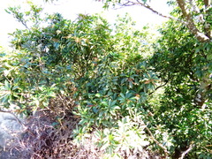 Pieris japonica taiwanensis