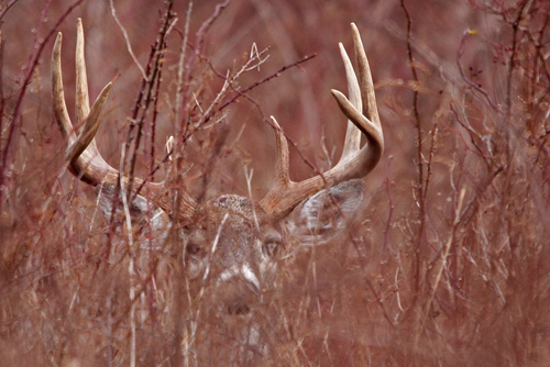 White-tailed Deer photographed in Rhode Island