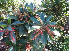 Pieris japonica taiwanensis