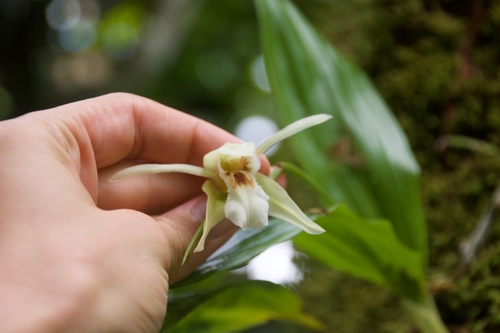 Coelogyne guamensis Ames