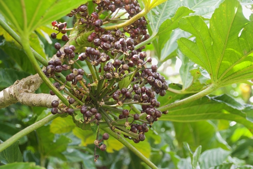 Osmoxylon mariannense observed 2018-05-06