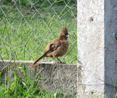 Pseudoseisura lophotes