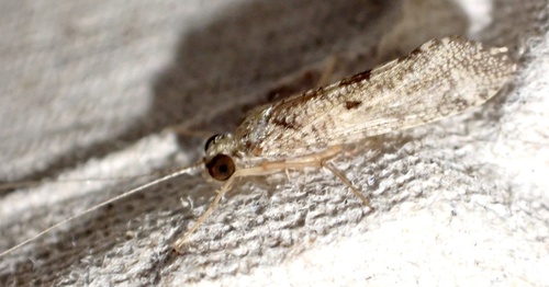 Hydropsyche exocellata