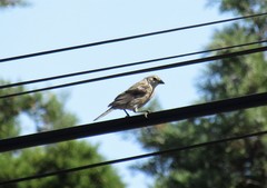 Molothrus bonariensis