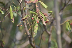 Psychotria erythrocarpa
