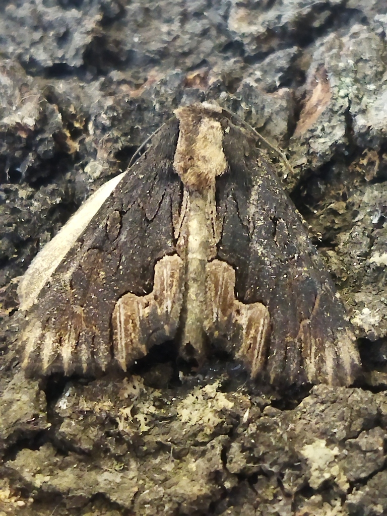 Dypterygiini