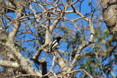 Copsychus albospecularis