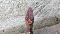 Flat Andes Anole photo 3