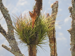 Tillandsia punctulata