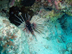 Pterois cincta
