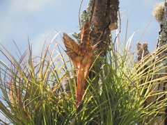 Tillandsia punctulata