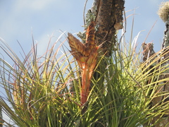 Tillandsia punctulata