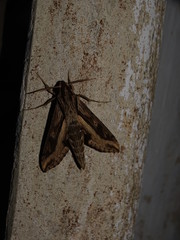 Hippotion velox