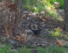 Turdus merula