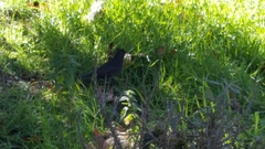 Turdus merula