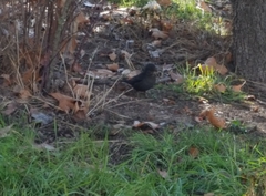 Turdus merula