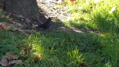 Turdus merula