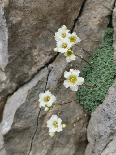 Image of Dolomites saxifrage by (c) Ljaž, some rights reserved (CC BY)