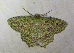 Herochroma urapteraria