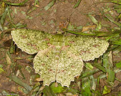 Herochroma urapteraria