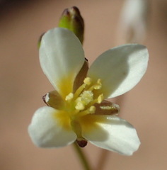 Heliophila pendula