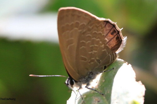 Common Ciliate Blue