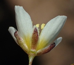 Heliophila pendula