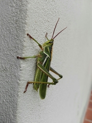 Staleochlora viridicata