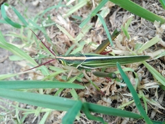 Staleochlora viridicata