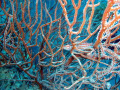 Oxycirrhites typus