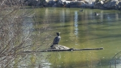 Phalacrocorax carbo