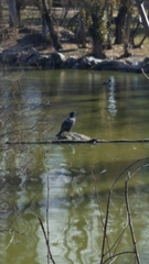 Phalacrocorax carbo