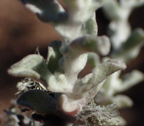 Image of Helichrysum cylindriflorum by (c) Nicola van Berkel, some rights reserved (CC BY-SA)