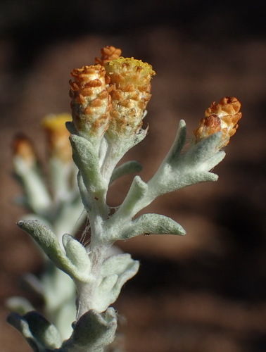 Image of Helichrysum cylindriflorum by (c) Nicola van Berkel, some rights reserved (CC BY-SA)