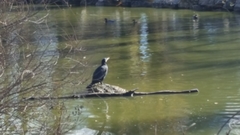 Phalacrocorax carbo
