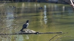 Phalacrocorax carbo