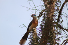 Coua cristata