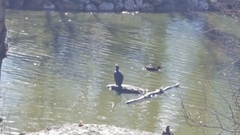 Phalacrocorax carbo