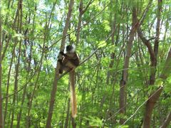 Eulemur macaco